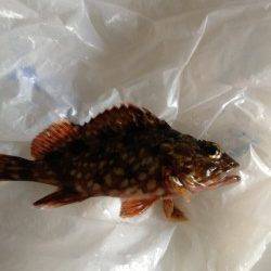 岡田浦漁港でのガシラの釣果