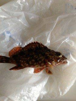 岡田浦漁港でのガシラの釣果