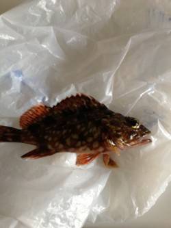 岡田浦漁港でのガシラの釣果