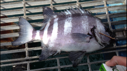 つり公園シモツピアーランド 投げ釣りで石鯛やキスなどの好釣果☆