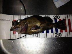 人工島でメバリング、20cmOverは引きが違う！