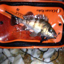 樽井 メバリングでメバル〜22cm7匹&タケノコメバル