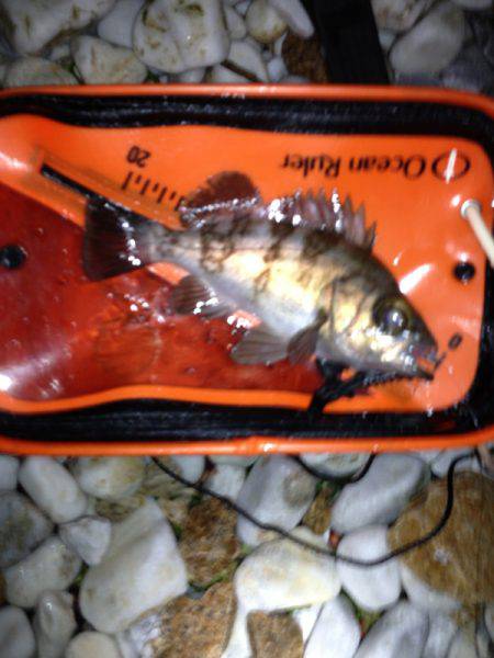 樽井 メバリングでメバル〜22cm7匹＆タ…