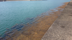 宇久井港　見えイカ狙いでアオリイカ2ハイ☆