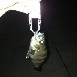 人工島橋脚下でメバリング、本日最大は25cm！！