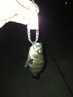 人工島橋脚下でメバリング、本日最大は25cm！！