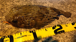 宇久井港アジング釣行、揚がってきたのはハリセンボン？