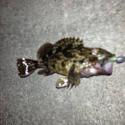 舞洲 メバリングでガシラ2匹 底を意識してゲット☆