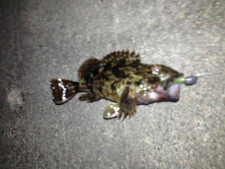 舞洲 メバリングでガシラ2匹 底を意識してゲット☆