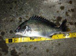 舞洲　初チニングでキビレ〜35cm2匹＆ガシラ15匹