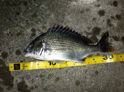 舞洲　初チニングでキビレ〜35cm2匹＆ガ…