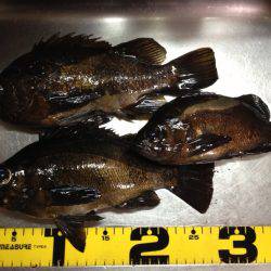 印南港 フカセでメバル〜27cm3匹・アイゴ5匹・ガシラの釣果！