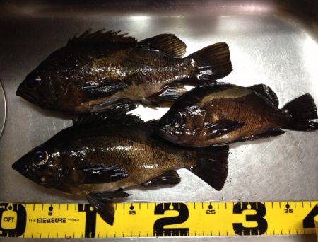 印南港 フカセでメバル〜27cm3匹・アイゴ5匹・ガシラの釣果！