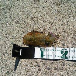 南部 エギングで親烏賊狙いもコロッケサイズがヒット