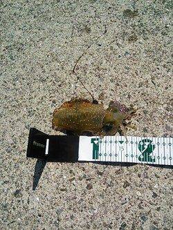 南部 エギングで親烏賊狙いもコロッケサイズがヒット