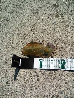 南部 エギングで親烏賊狙いもコロッケサイズ…