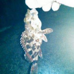 谷川　メバリングのポイント開拓もガシラ4匹