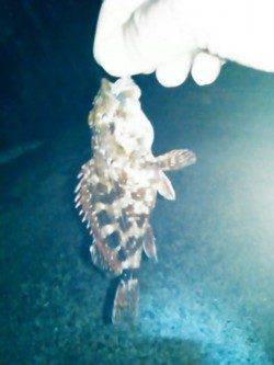 谷川　メバリングのポイント開拓もガシラ4匹