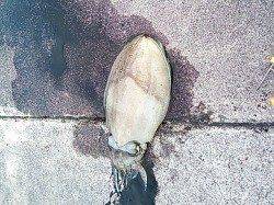 三尾漁港　夕方のエギングでコウイカ1.3kg アオリは次回に