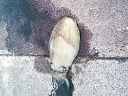 三尾漁港　夕方のエギングでコウイカ1.3k…