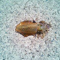 南部 エギングで親烏賊狙いもコロッケサイズがヒット