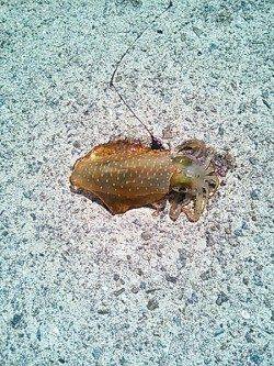 南部 エギングで親烏賊狙いもコロッケサイズがヒット