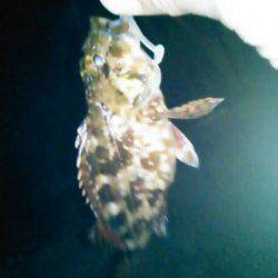 谷川　メバリングのポイント開拓もガシラ4匹