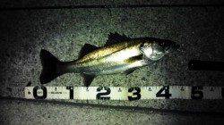 南芦屋浜　ルアーでシーバス40＆50up！