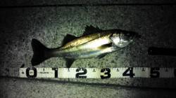 南芦屋浜　ルアーでシーバス40＆50up！…