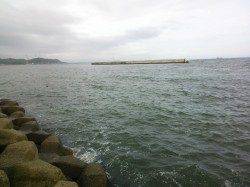 妻鹿漁港　エギングでコウイカ800g＆200g☆