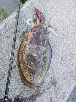 妻鹿漁港　エギングでコウイカ800g＆20…
