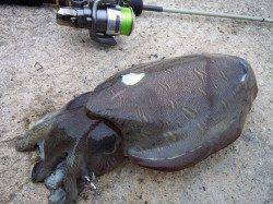 姫路西部エリア、昼過ぎくらいにコウイカＧＥＴ！