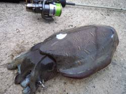 姫路西部エリア、昼過ぎくらいにコウイカＧＥ…