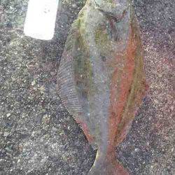 串本港　ヤエンでアオリイカ狙いもヒラメ59cmの美味しい外道！