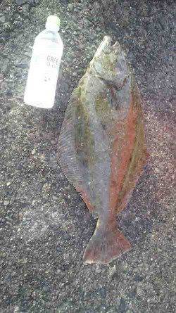 串本港　ヤエンでアオリイカ狙いもヒラメ59cmの美味しい外道！