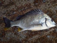 中波止の3番、ウキ釣りでキビレをキャッチ！…