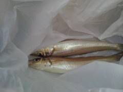 岸和田エリア沖の北で、キス釣れました！