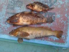 アイナメにアコウ、シラサで根魚！旧の赤灯台