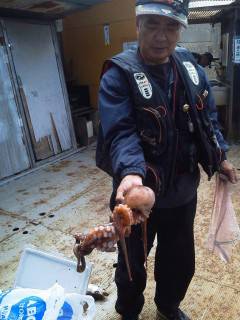 渡船を利用してタコ釣り！エサはカニです