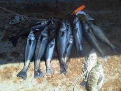 沖の一文字でハネ64センチを頭に4匹他【ハネ研の方々の釣果】
