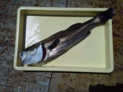 渡船を使って浮き釣り、75cmのスズキが出ました！