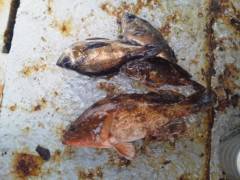 岸和田一文字　ウキ釣りでアコウ＆メバル