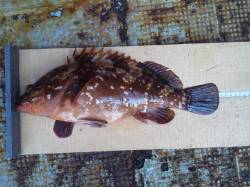 岸和田一文字　ウキ釣りでアコウ42cm＆メ…