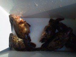 岸和田一文字　ウキ釣りでアコウ42cm＆メバル