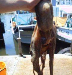 紀州釣りでタコが釣れました★2.4kg