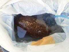 シラサの浮き釣りでコウイカGET！沖の北