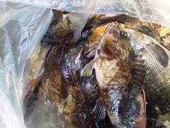 沖の一文字で探り釣り、ガシラ・グレの釣果