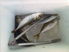 渡船を利用してのサビキ☆アジ☆