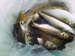 渡船を利用してのサビキ☆アジ☆