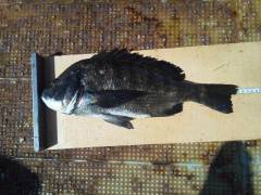 沖の一文字で落とし込み、45cmまでのチヌ…